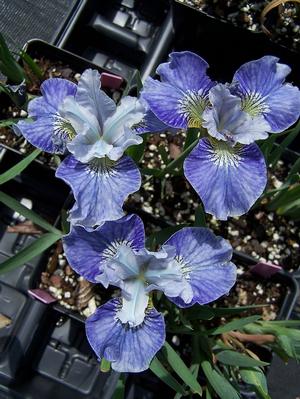 Iris sibirica 'Too Cute' - Siberian Iris from Quackin Grass Nursery