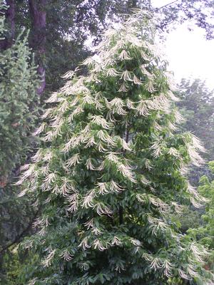 Oxydendrum arboreum - Sourwood from Quackin Grass Nursery