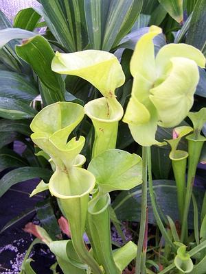 Sarracenia flava - Yellow Pitcher Plant from Quackin Grass Nursery