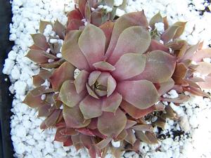 Sempervivum 'Desert Bloom' - Hens and Chicks from Quackin Grass Nursery