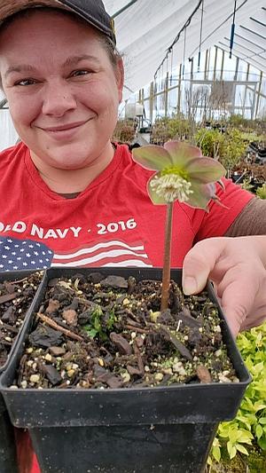 Helleborus purpurascens WM.9922 - Hellebore from Quackin Grass Nursery