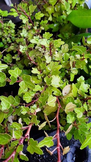 Hedera helix 'Bird's Foot' - English Ivy from Quackin Grass Nursery