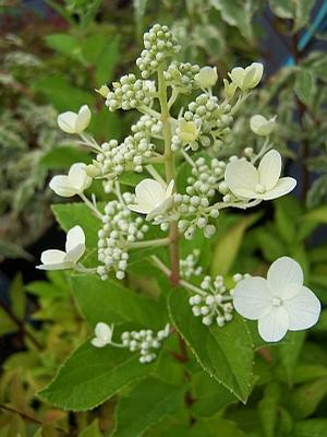 Hydrangea paniculata 'Pee Wee' - Panicle Hydrangea from Quackin Grass Nursery