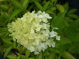 Hydrangea paniculata 'Silver Dollar' - Panicle Hydrangea from Quackin Grass Nursery