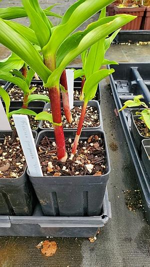 Roscoea purpurea 'Vannin' - Purple Roscoea from Quackin Grass Nursery