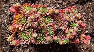 Sempervivum 'Cinnamon Starburt' - Hens and Chicks from Quackin Grass Nursery