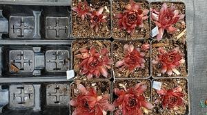 Sempervivum 'Pacific Devil's Food' - Hens and Chicks from Quackin Grass Nursery