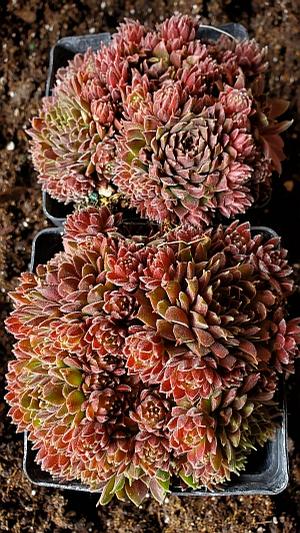 Sempervivum 'Pacific Trails' - Hens and Chicks from Quackin Grass Nursery