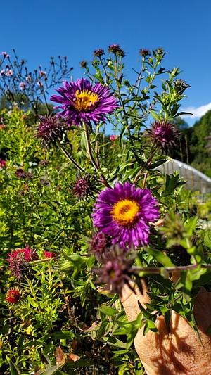 Aster novae-angliaea 'Marina Wolkonsky' - New England Aster from Quackin Grass Nursery