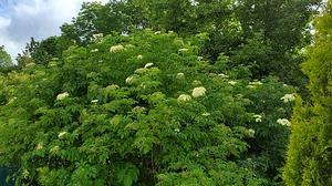 Sambucus canadensis - Elderberry from Quackin Grass Nursery