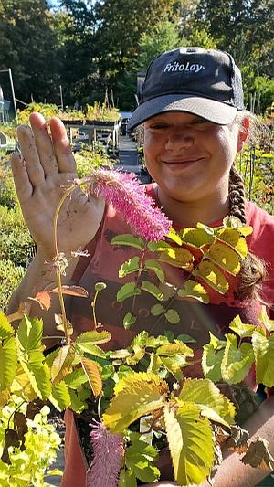 Sanguisorba obtusa 'Tickled Pink' - Japanese Burnet from Quackin Grass Nursery