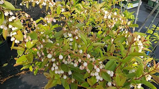 Zenobia pulverulenta 'Raspberry' - Dusty Zenobia from Quackin Grass Nursery