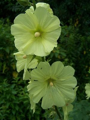 Alcea rugosa - Hollyhock from Quackin Grass Nursery