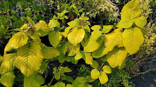 Viburnum lantana 'Aureum' - Viburnum from Quackin Grass Nursery