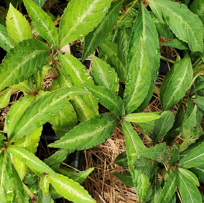 Impatiens omeiana ''silver and green'' - Hardy Impatiens from Quackin Grass Nursery