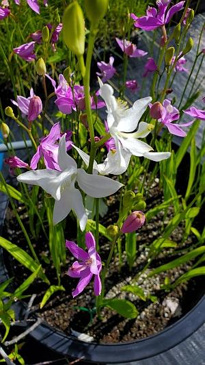 Calophgon tuberosus - Tuberous Grass Pink from Quackin Grass Nursery