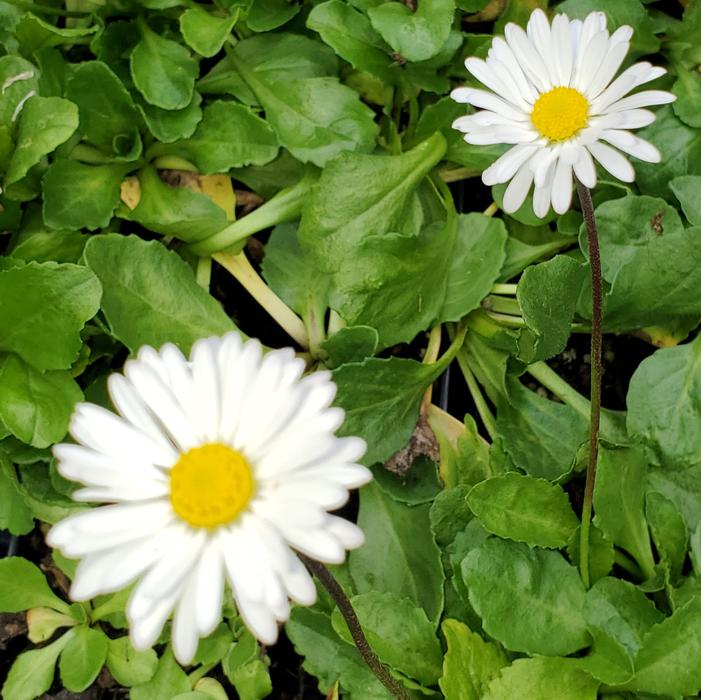Bellis perennis - English Daisy from Quackin Grass Nursery