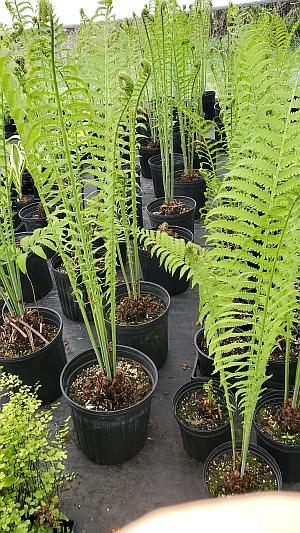 Matteuccia struthiopteris - Ostrich Fern Is tall, struthiopteris - Ostrich Fern from Quackin Grass Nursery