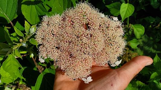 Hydrangea arborescens 'Lucille' - Smooth Hydrangea from Quackin Grass Nursery