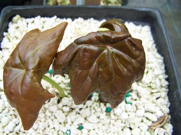 Podophyllum x 'Red Panda' - Hybrid Mayapple from Quackin Grass Nursery