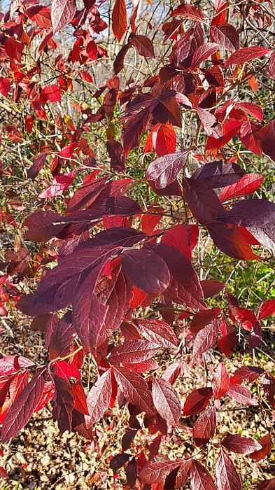 Vaccinium corymbosum autumn color