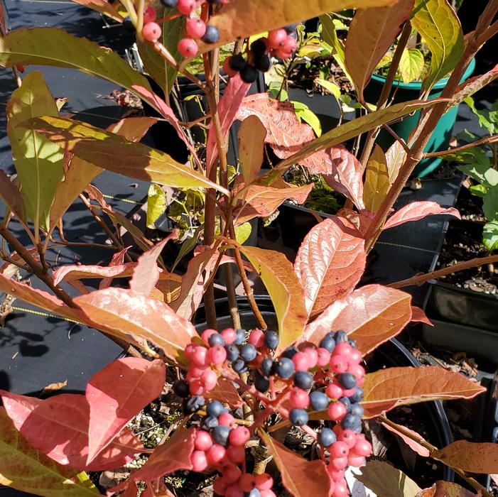 Viburnum nudum 'Pink Beauty' - Possumhaw Viburnum from Quackin Grass Nursery