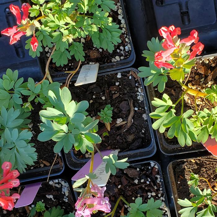 Corydalis solida - Fumewort from Quackin Grass Nursery