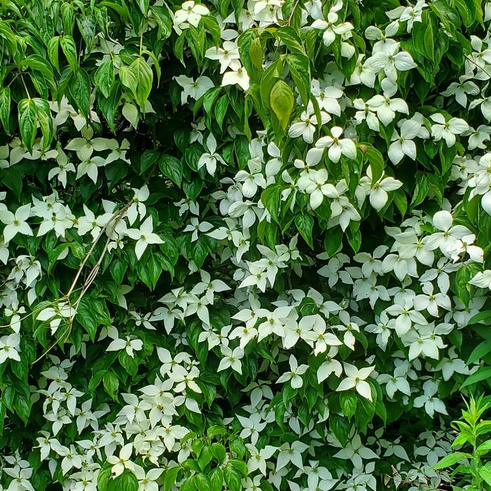 Cornus kousa 'Lustgarten Weeping' - Weeping Kousa Dogwood from Quackin Grass Nursery