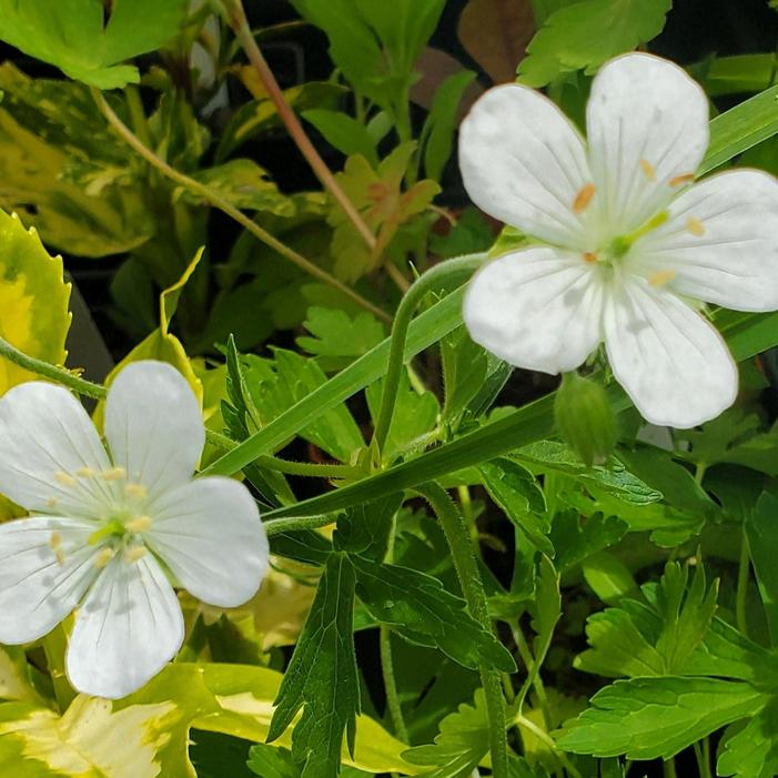 Geranium maculatum f. albiflorum - Cranesbill from Quackin Grass Nursery