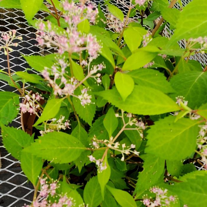 Hydrangea hirta - Nettle-Leaved Hydrangea from Quackin Grass Nursery