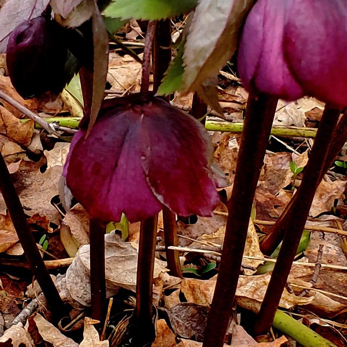 Helleborus orientalis ssp. abchasicus x 'Hell's Belles' - Lenten Rose from Quackin Grass Nursery
