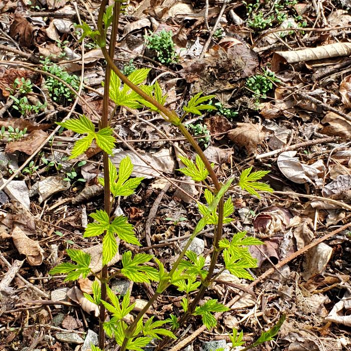 Humulus lupulus 'Aureus' - Golden Hops from Quackin Grass Nursery