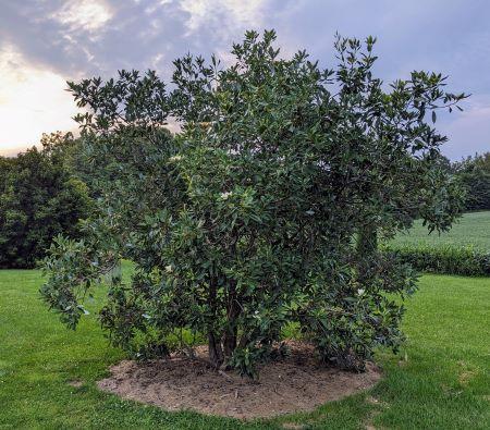 Magnolia virginiana 'Prolific' - Sweetbay Magnolia from Quackin Grass Nursery
