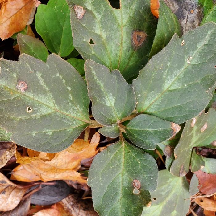 Pachysandra procumbens 'Eco Picture Leaf' - Allegheny Spurge from Quackin Grass Nursery