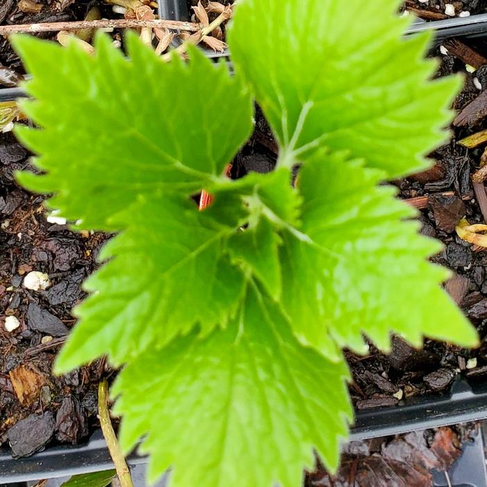 Pachysandra procumbens 'Pixie Dragon' - Allegheny Spurge from Quackin Grass Nursery