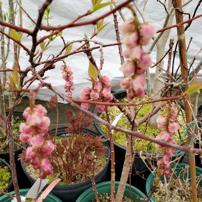 Stachyurus praecox var. mitsuzaki 'Diane' - Catkin Tree from Quackin Grass Nursery