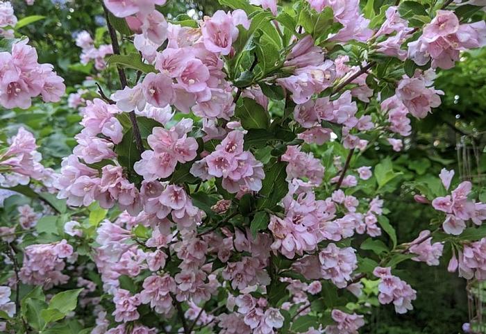 Weigela praecox 'Korean Sunrise' (courtesy of Tom Horner)