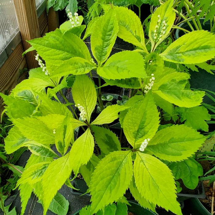 Chloranthus serratus ''yellow fukurin variegated'' - Chloranthus from Quackin Grass Nursery