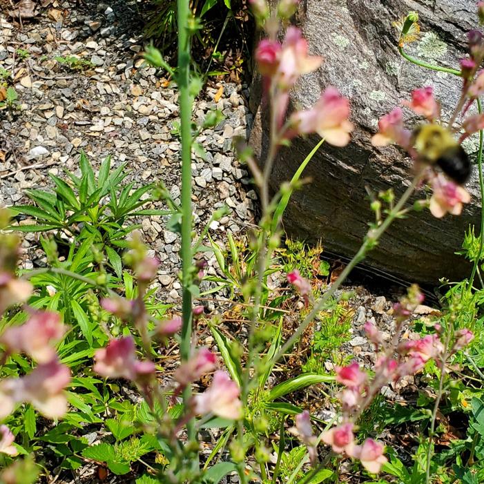Linaria purpurea 'Peachy' - from Quackin Grass Nursery