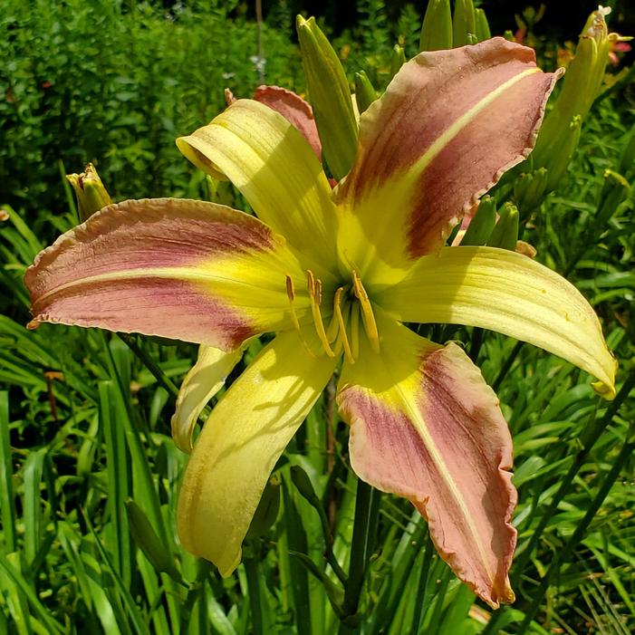 Hemerocallis 'Jorie' - Daylily from Quackin Grass Nursery