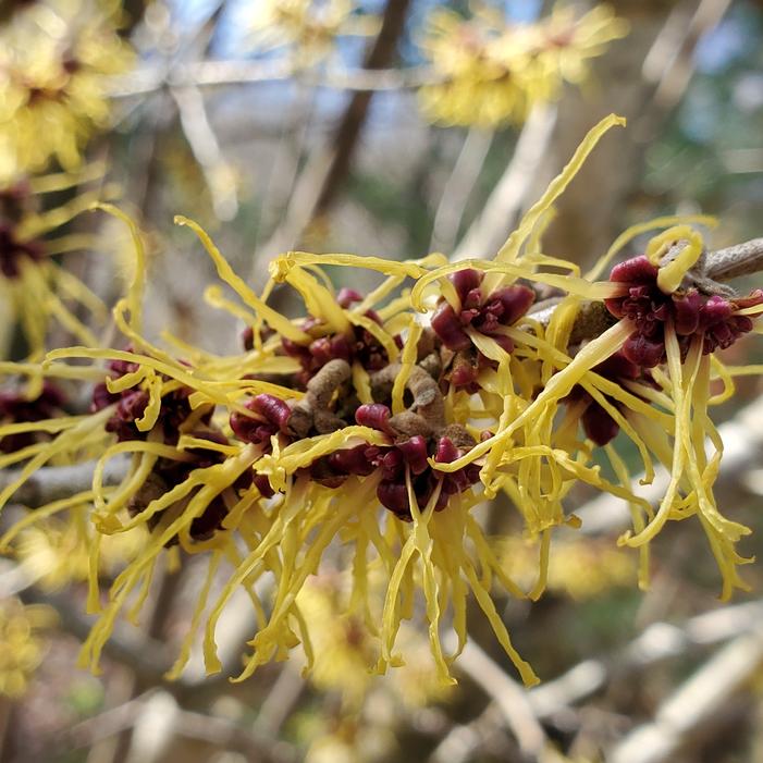 Hamamelis japonica var. arborea - Japanese Witch Hazel from Quackin Grass Nursery