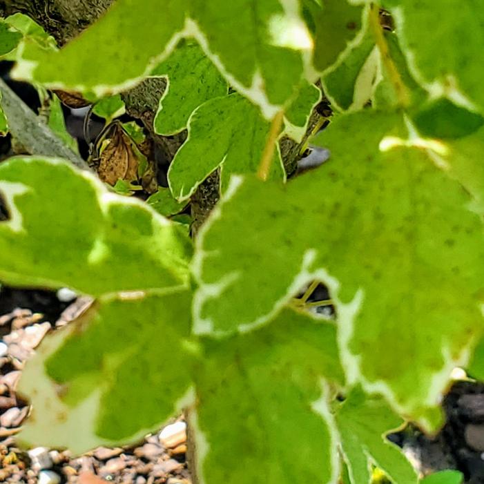 Acer campestre 'Twisted Halo' - Hedge Maple from Quackin Grass Nursery