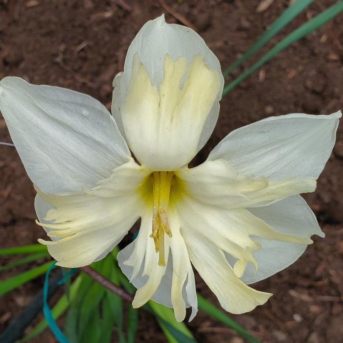 Narcissus x 'un-named (maybe 'New Soul')' - Split Cup Daffodil from Quackin Grass Nursery