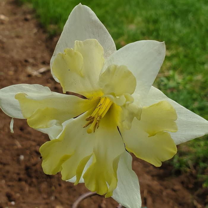 Narcissus x 'Split Cup rounded' - Split Cup Narcissus from Quackin Grass Nursery
