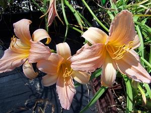 flowers are pretty even at 3 p.m. on a hot September afternoon... can we please have cooler temps and drier air, please???