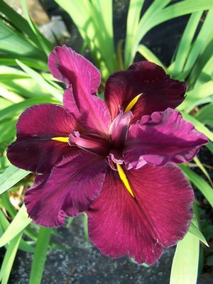 Iris x louisiana 'Red Velvet Elvis' Louisiana Iris from Quackin Grass ...