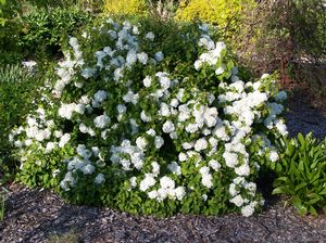 Viburnum plicatum 'Newport' - Japanese Snowball Viburnum from Quackin Grass Nursery