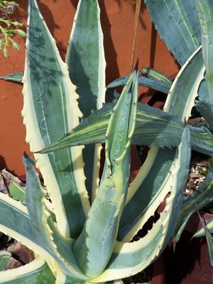 Agave americana 'Marginata' Agave from Quackin Grass Nursery