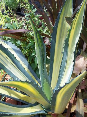 Agave americana 'Medio-picta Aurea' Agave from Quackin Grass Nursery