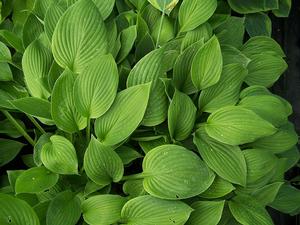 Hosta fortunei var. hyacinthina Hosta (Large) from Quackin Grass Nursery